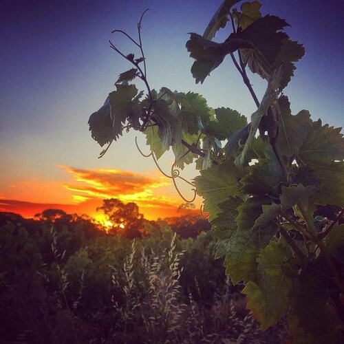 Внешний вид отеля Barossa Weintal Hotel в Танунде, фото 3