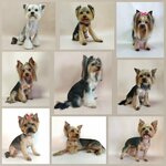 Модный пёс (Pobeda Revolyutsii Avenue, 128Е), pet salon