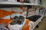 Nissan shop (Yelizarovykh Street, 49) ، متجر قطع غيار ولوازم السيارات