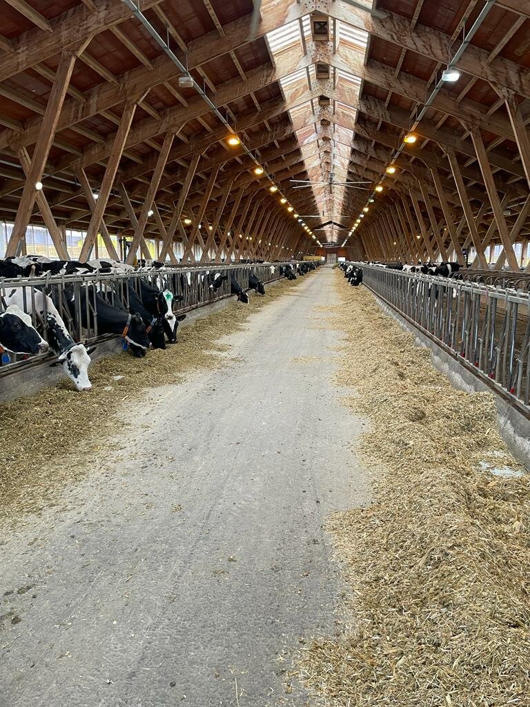 Fodder and feed additives Mixtreid, Kazan, photo