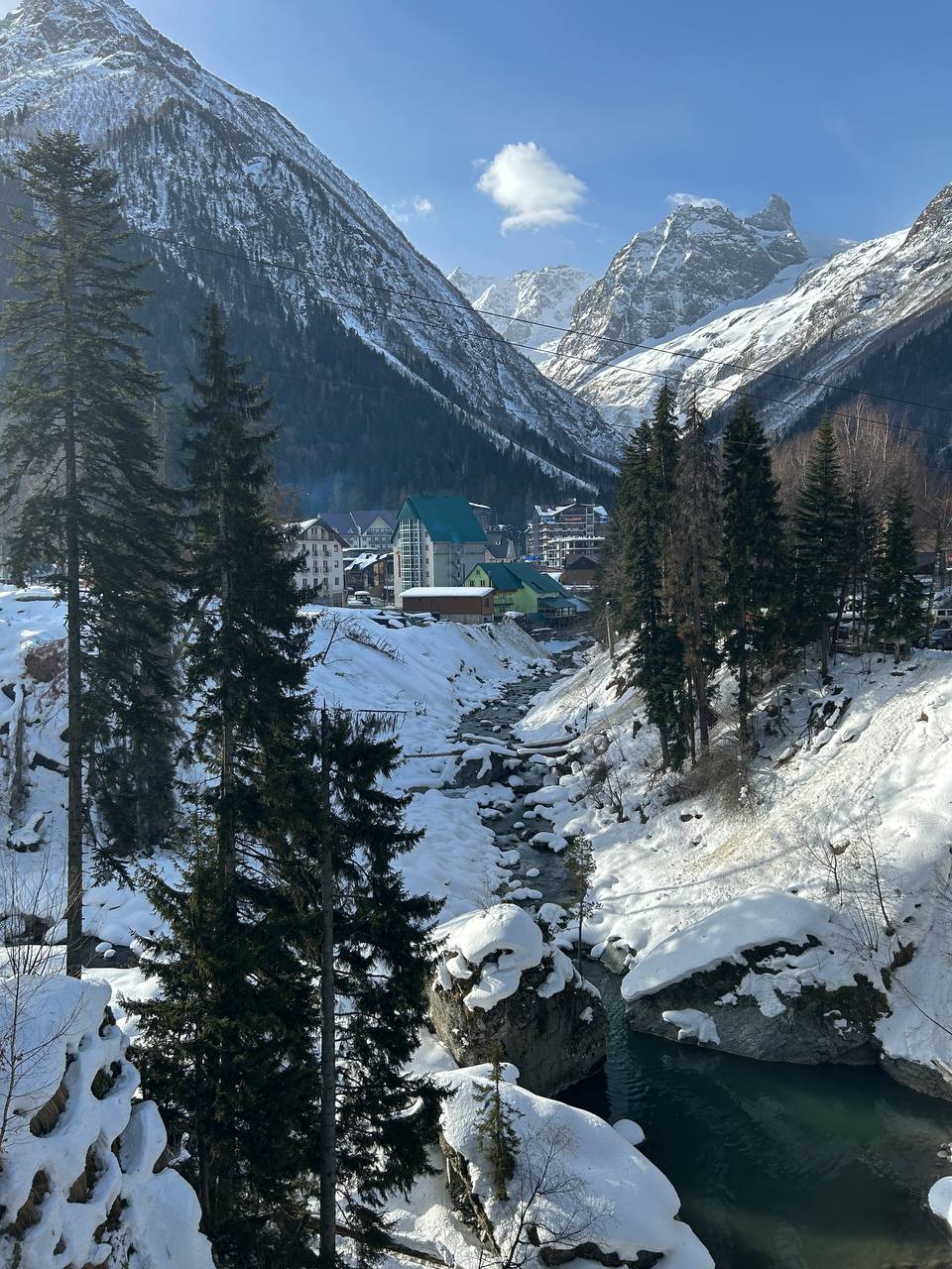 Фото Ягодный тис