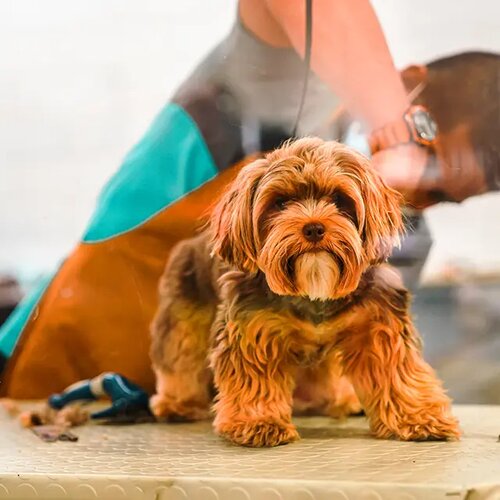 Vet Plus Veterinary Clinic veterinary clinic Sharjah University