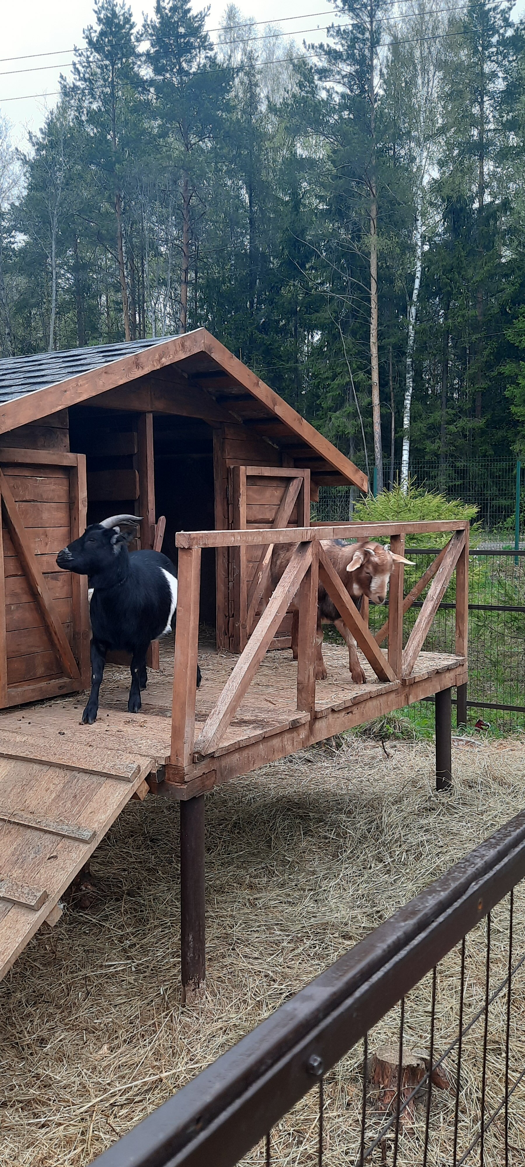 Фото ГлинтВуд