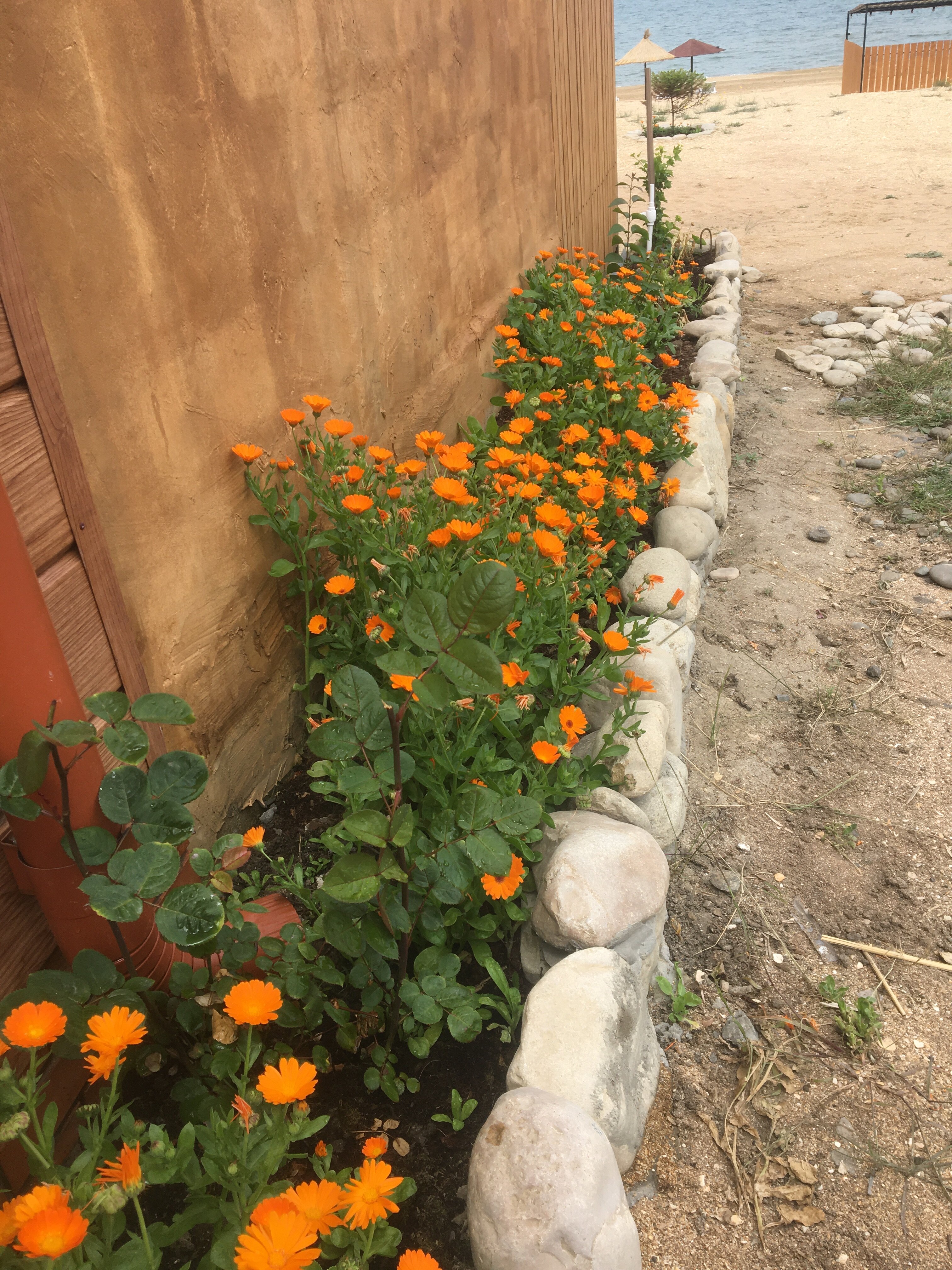 Фото Золотые пески