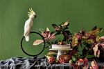 Menagerie (999, Al Khawaneej Street, Mushraif, Dubai), restaurant
