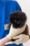 LifeVet (Korablestroiteley Street, 30) ، عيادة بيطرية