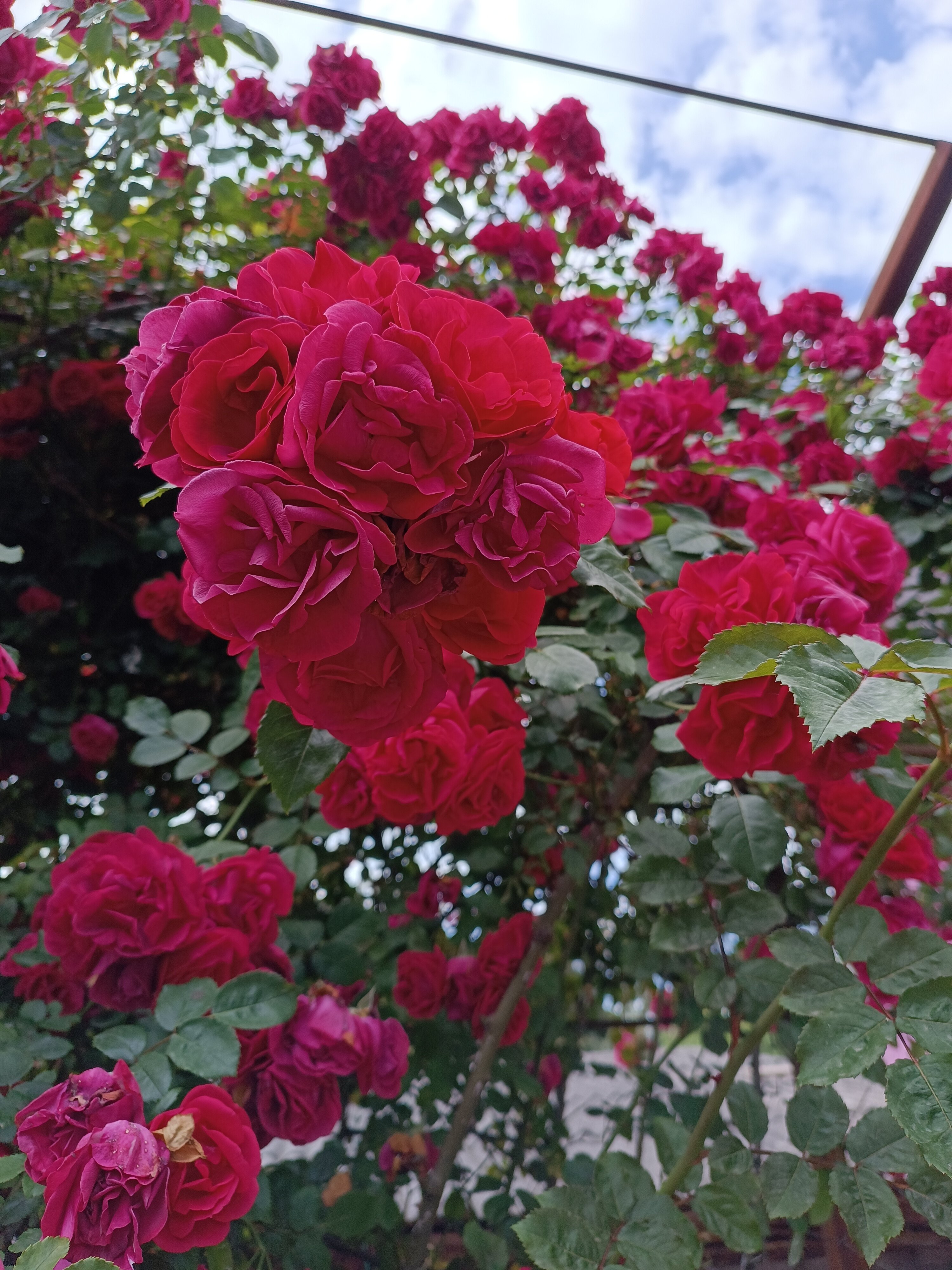 Фото Династия