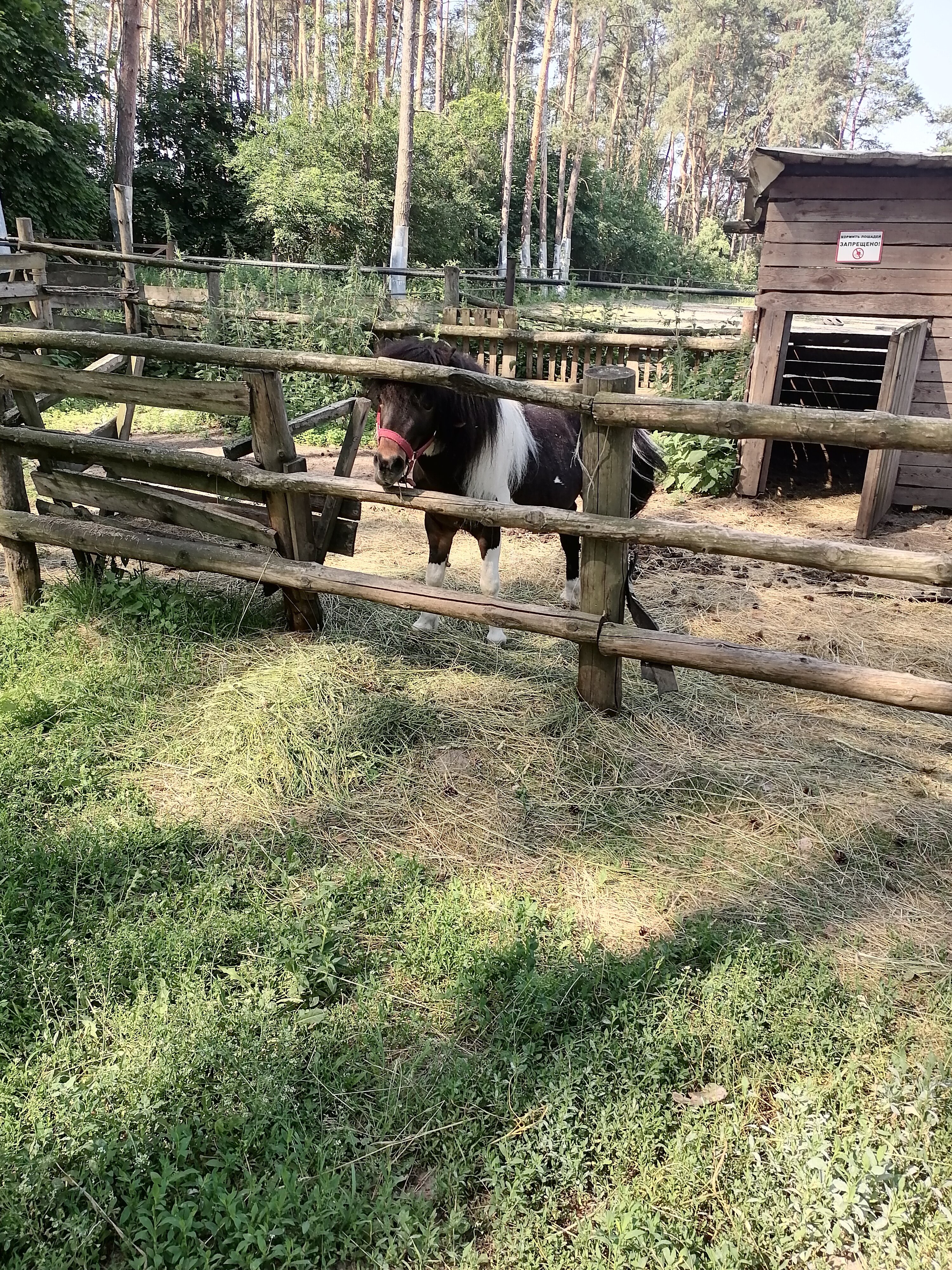 Фото Рахоль