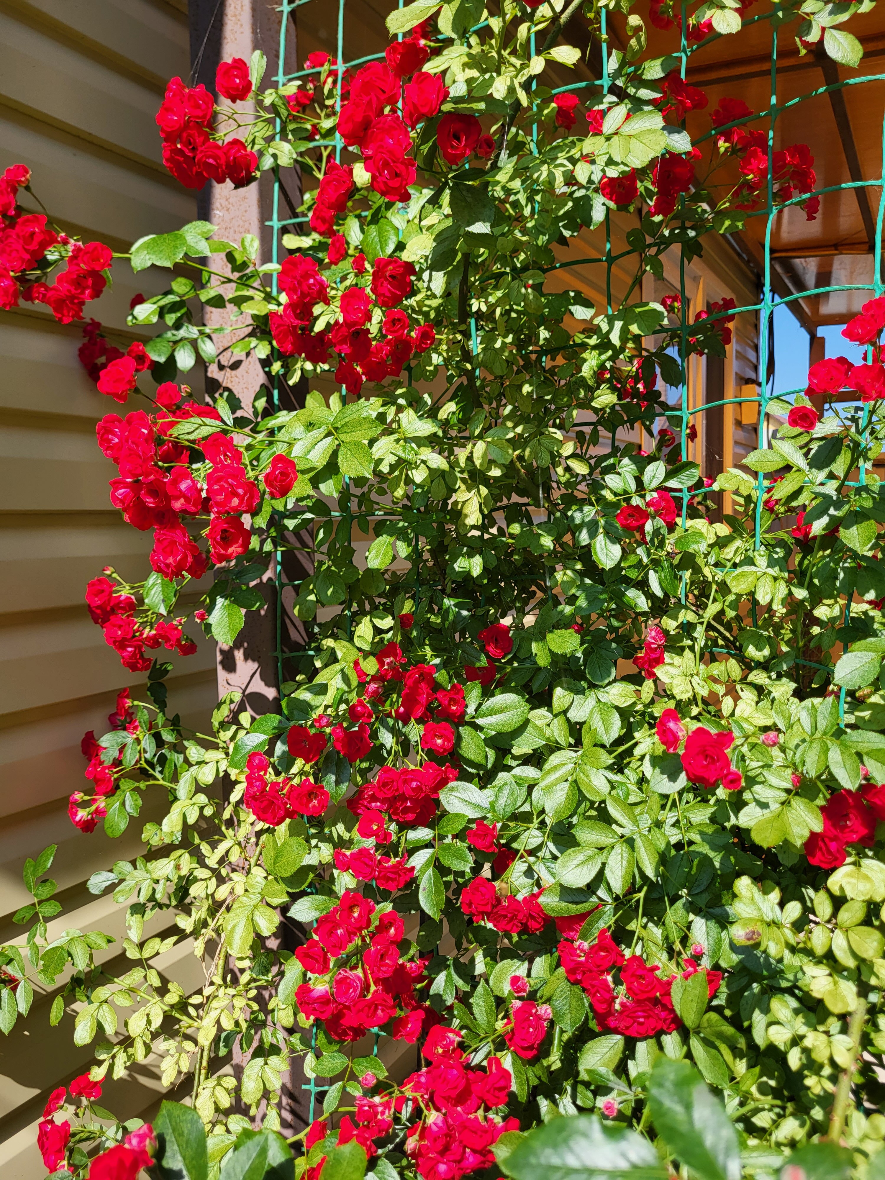 Фото Солнечная поляна