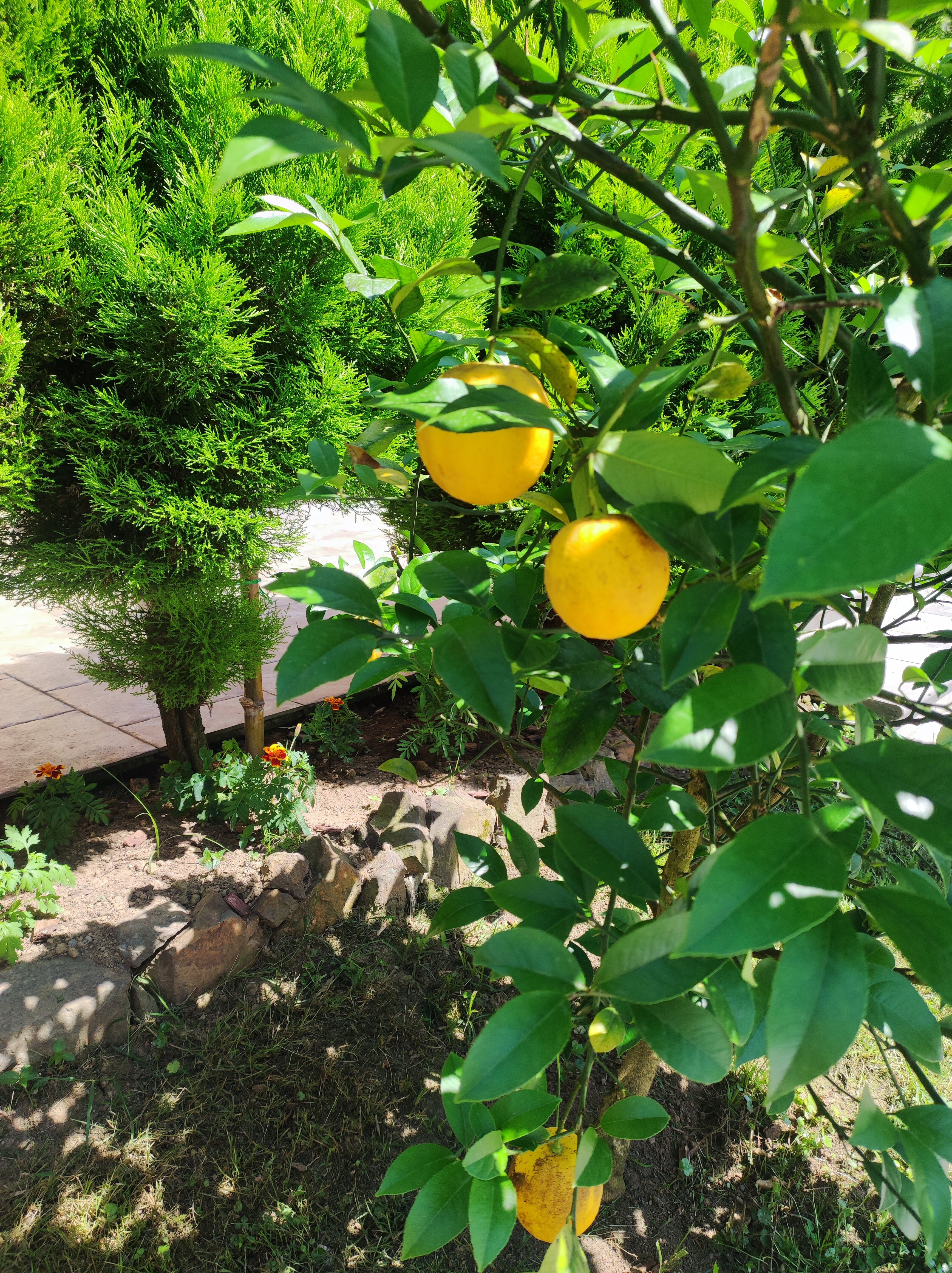 Фото Hotel Chero