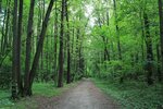 Bittsevsky les (Novoyasenevsky Blind Alley, 1с2), urban forest