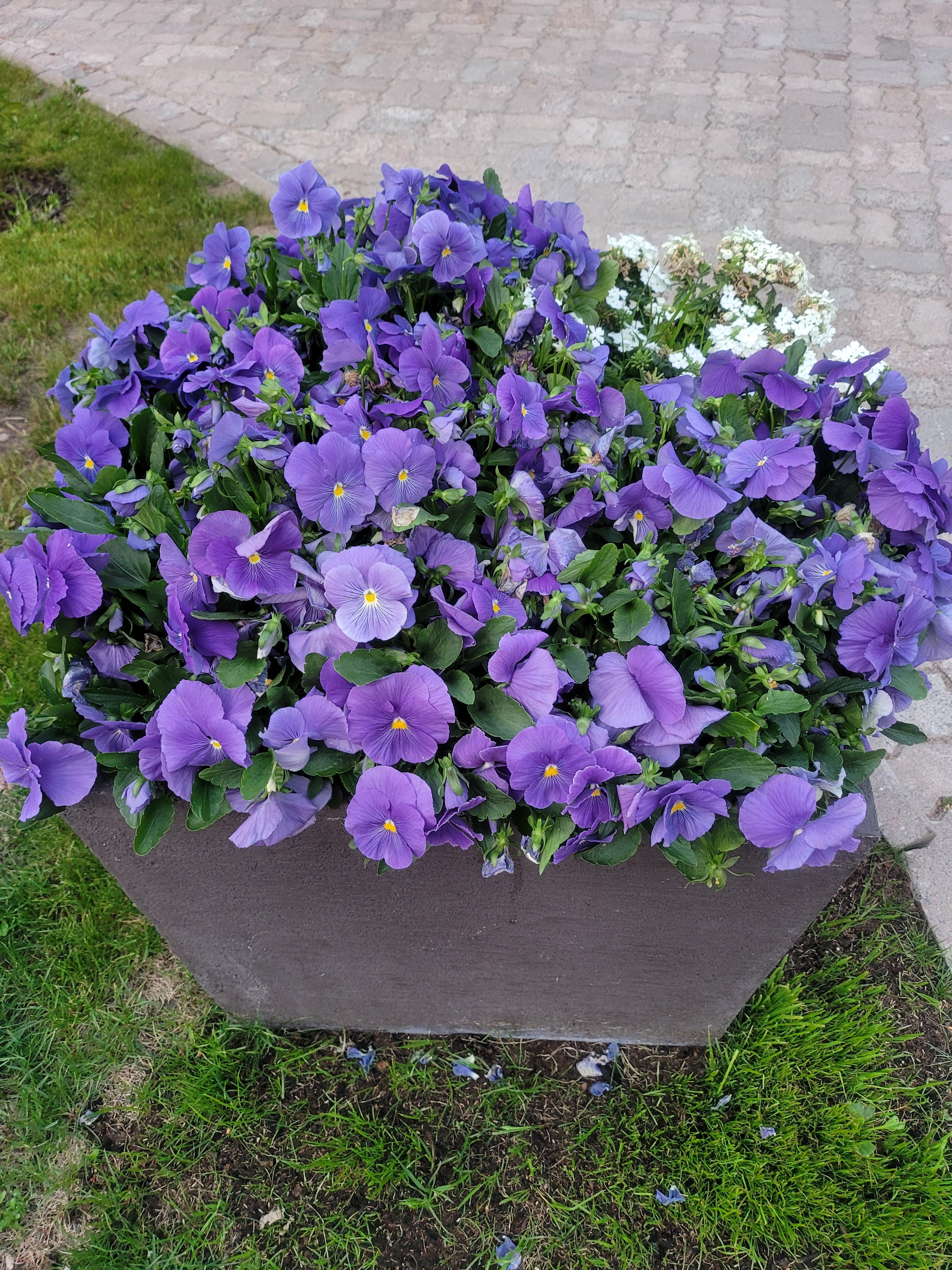 Фото Репино Парк Отель