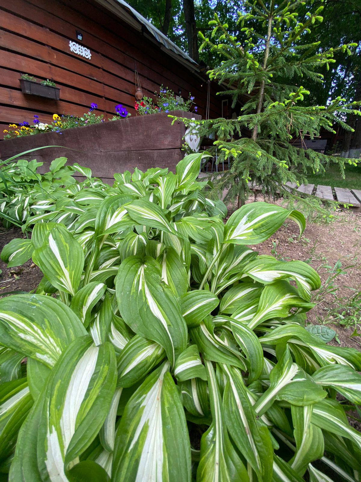 Фото Гостевая изба на Истре