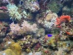 Underwater world (selo Kabardinka, Reviolyutsionnaya Street, 71), oceanarium