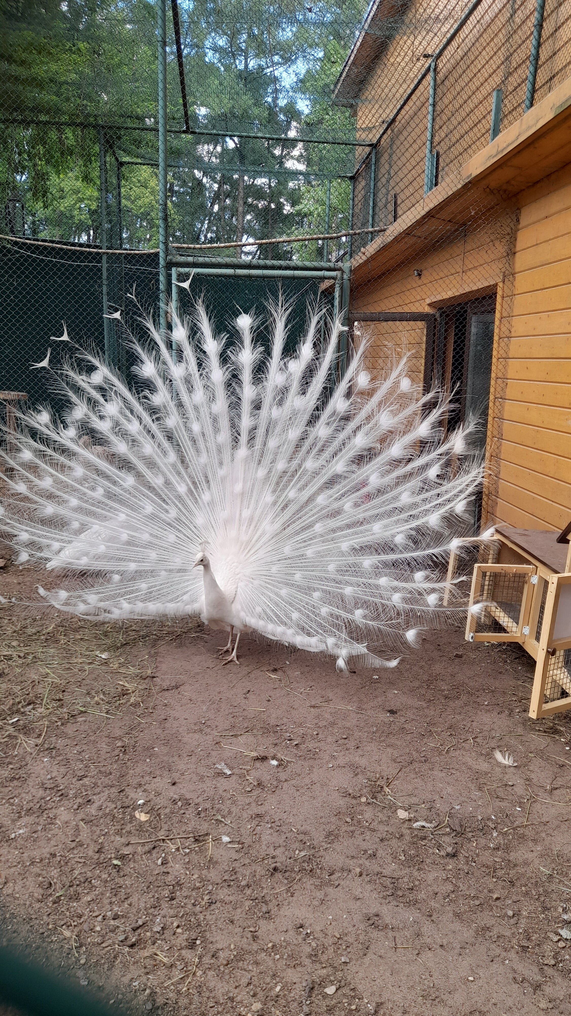 Фото Виктория Вилладж