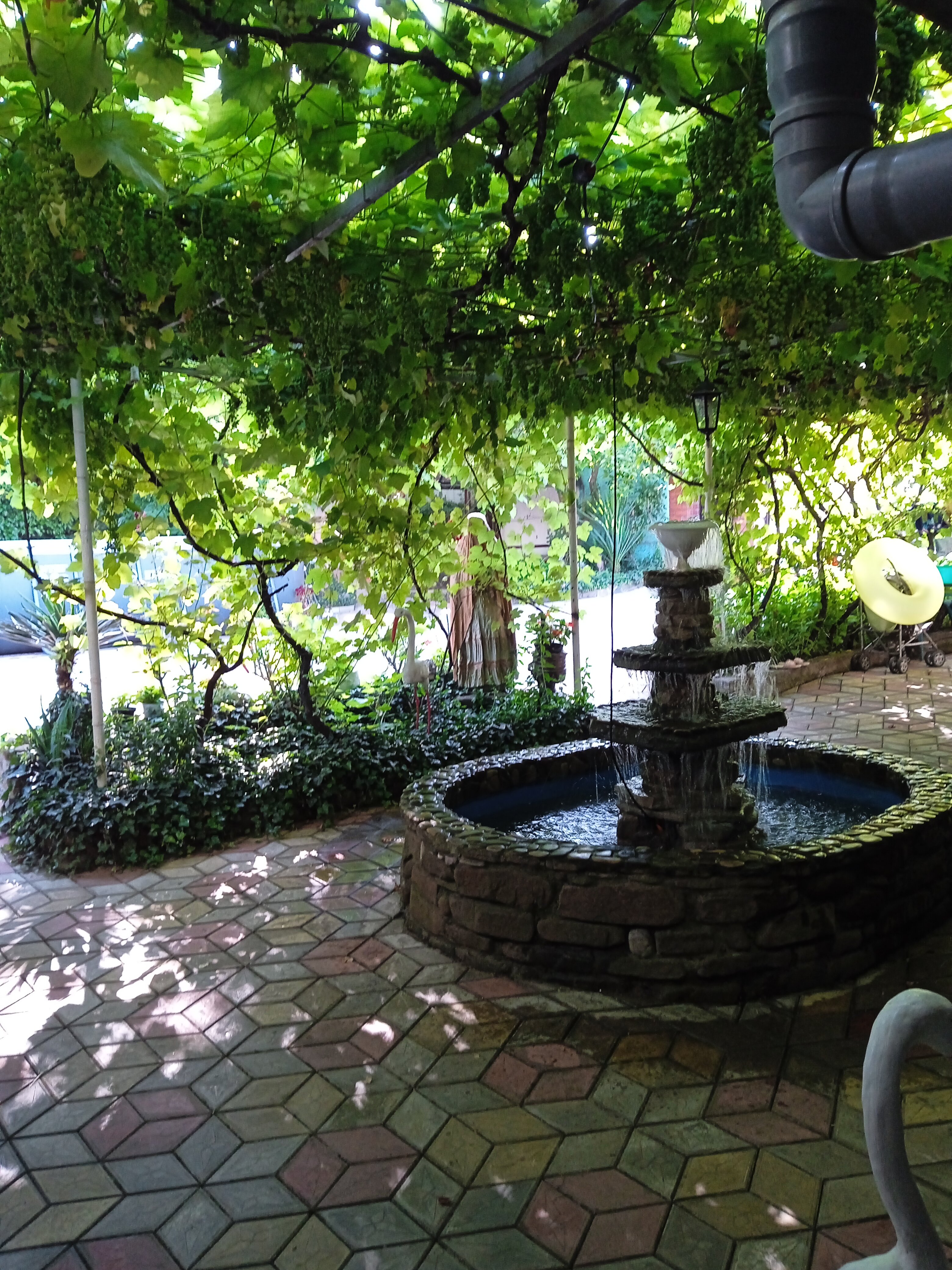 Фото Черноморская лоза