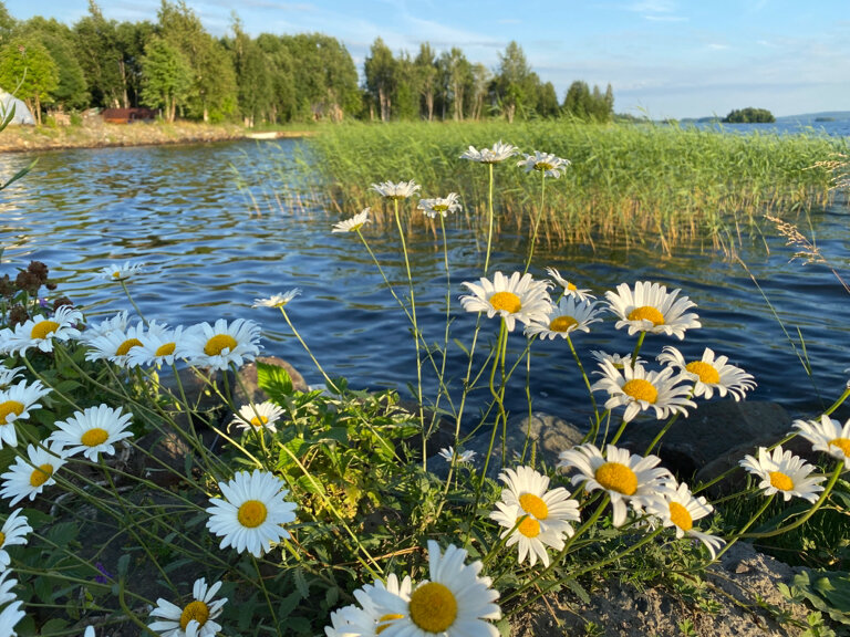 Фото Видноозеро