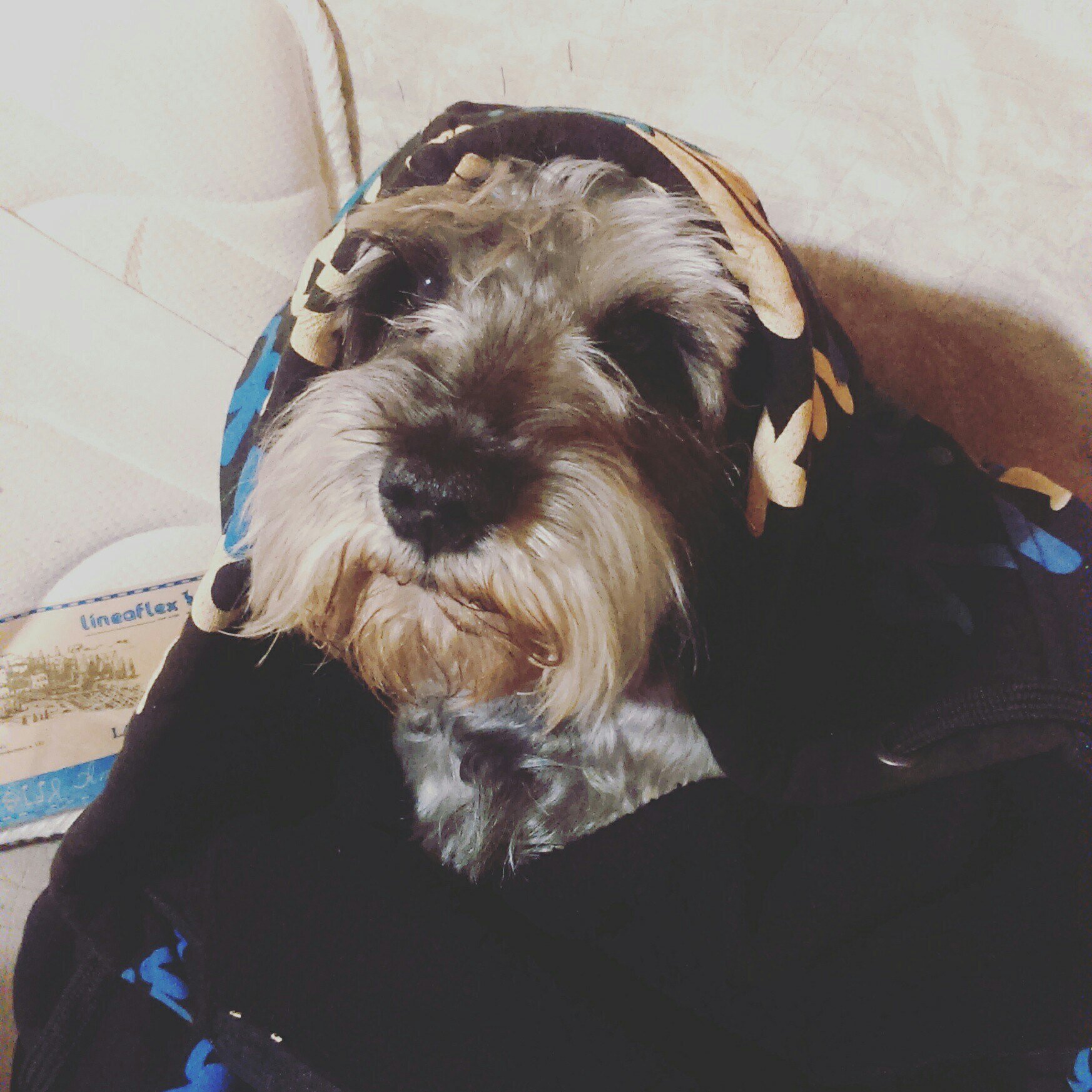Юппи Вет - фото 17