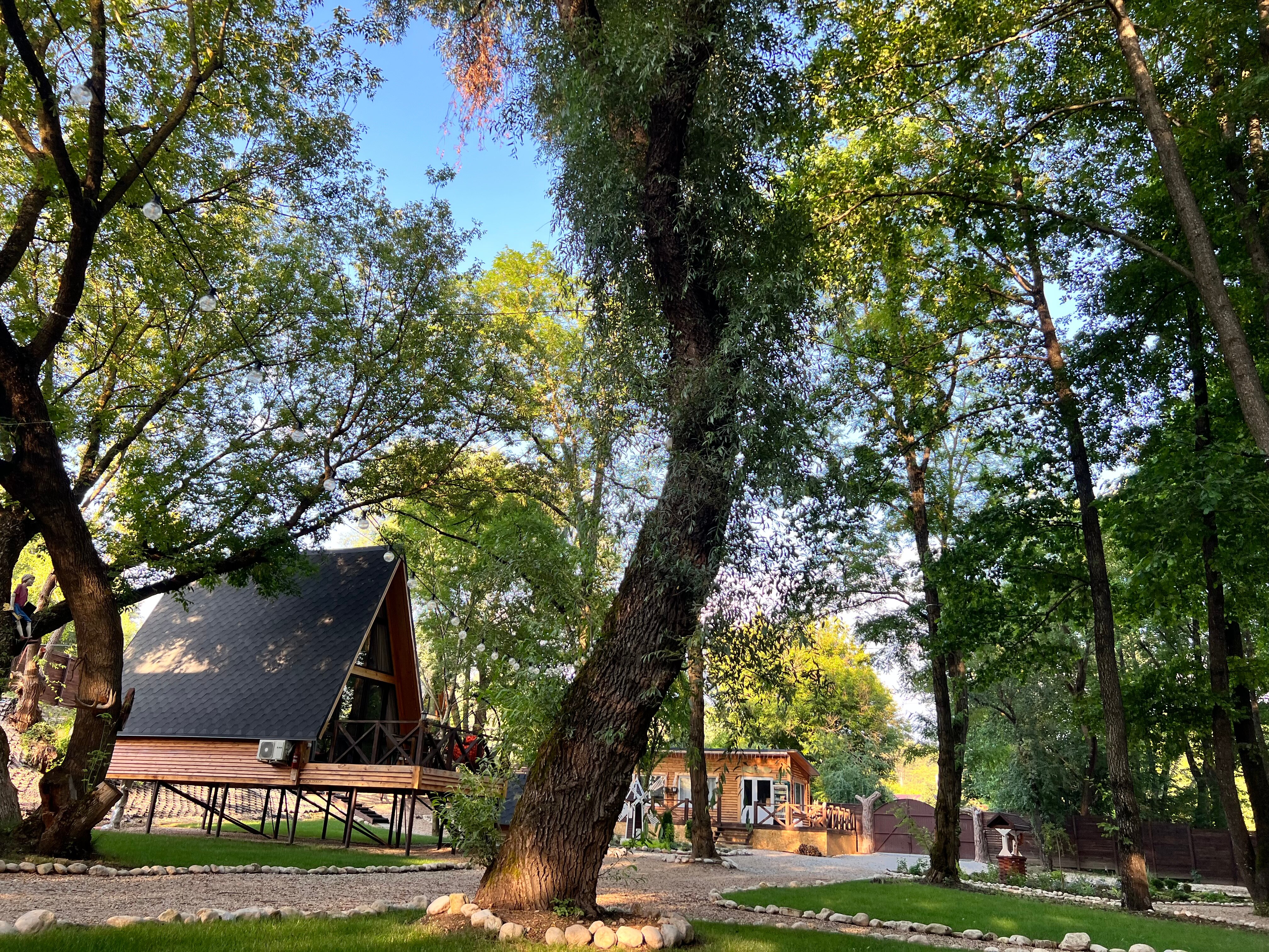 Фото Богатый лес