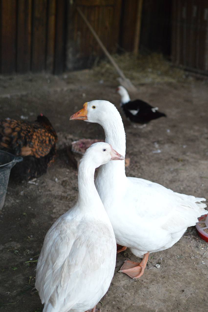 Фото Лунный Кролик