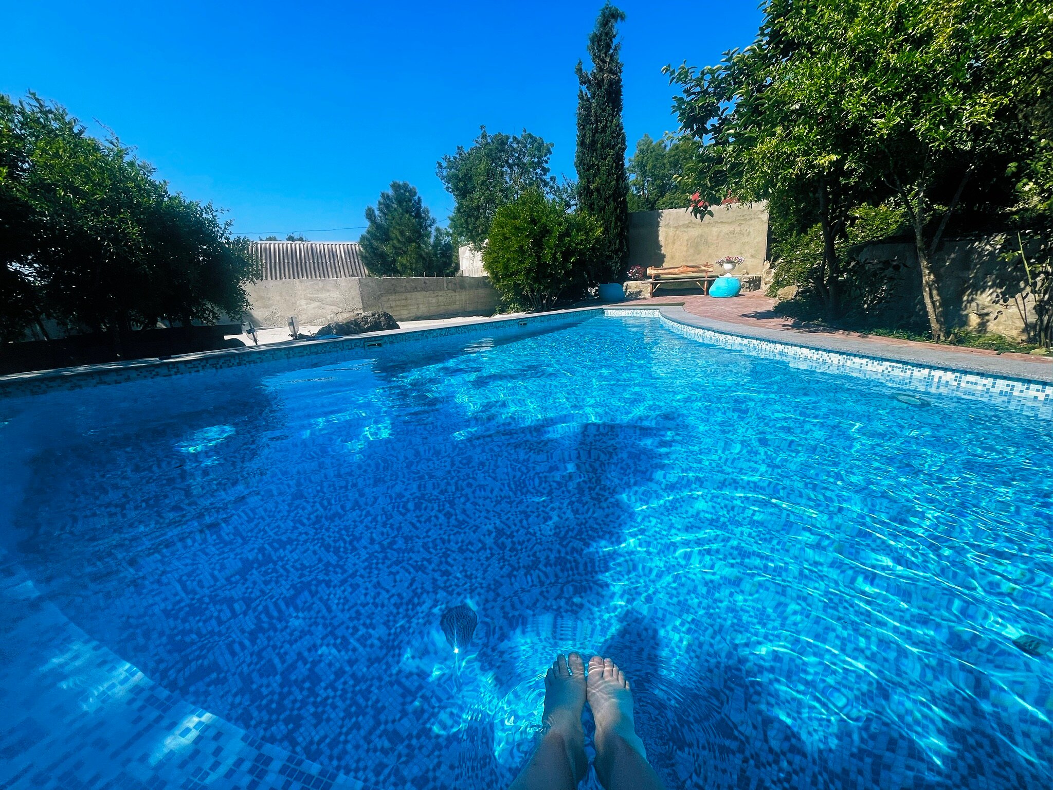 Фото Кипарис