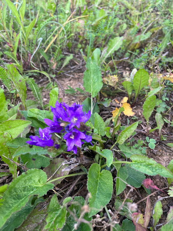 Фото Экоусадьба Зеленые Холмы