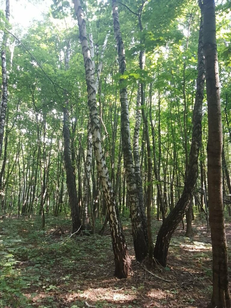 Nature reserve Государственный природный заказник регионального значения Старинный парк, Belgorod Oblast, photo
