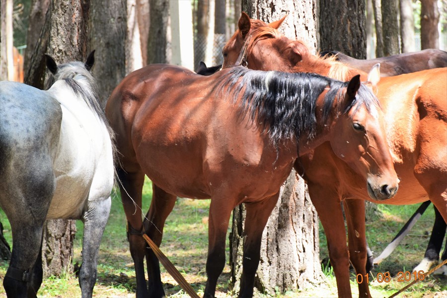 Фото Эльбрус Марал