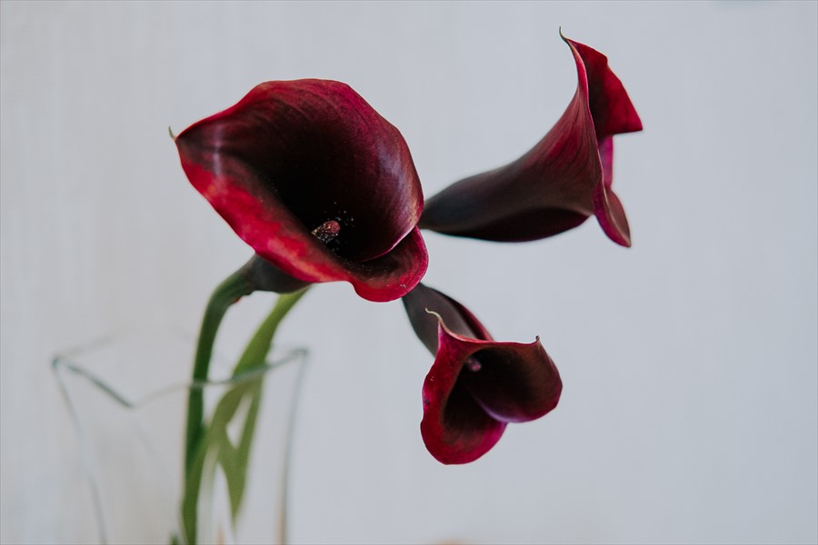 Фото Ава Салют SyncotelHome