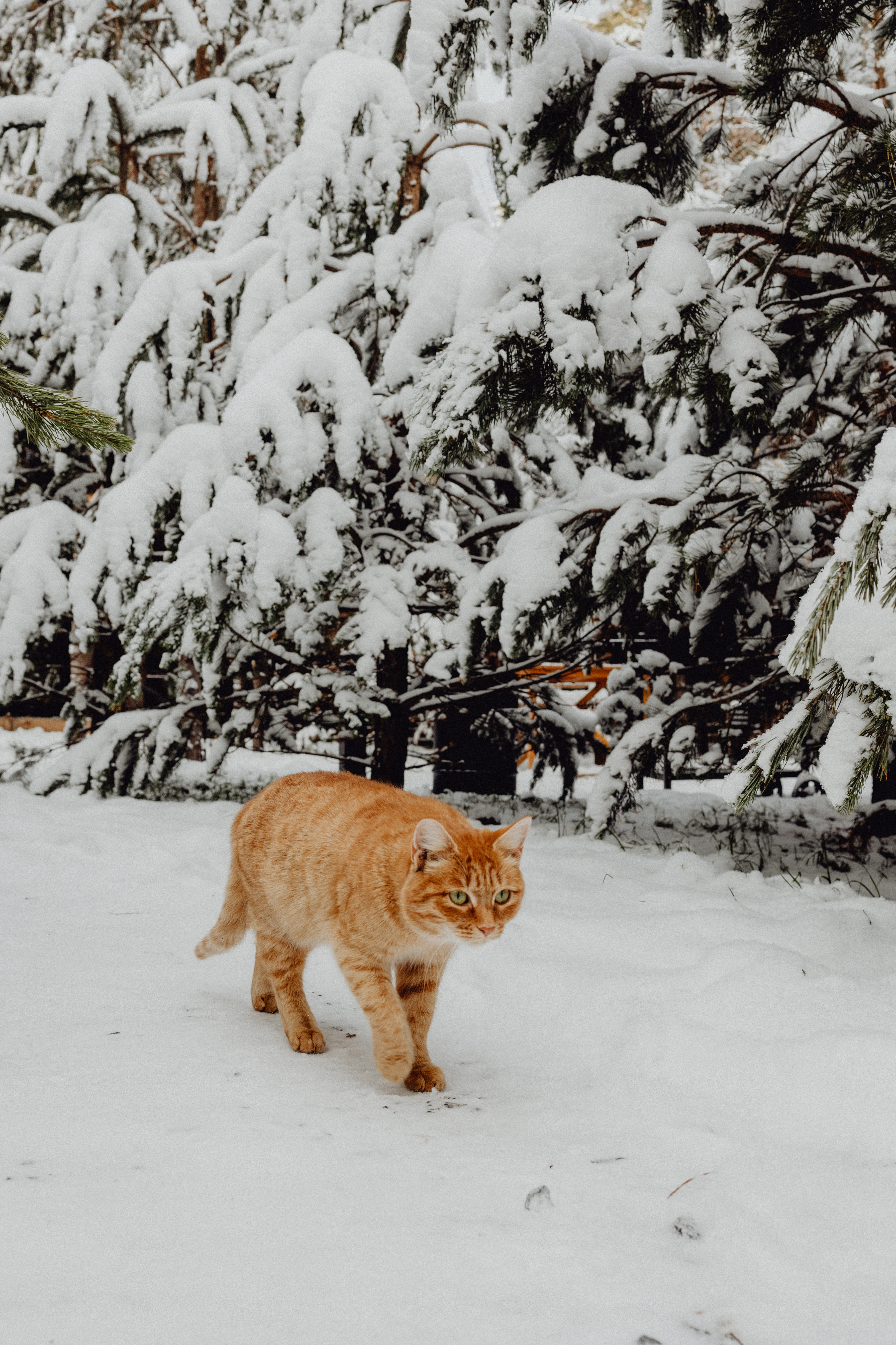 Фото Хворост