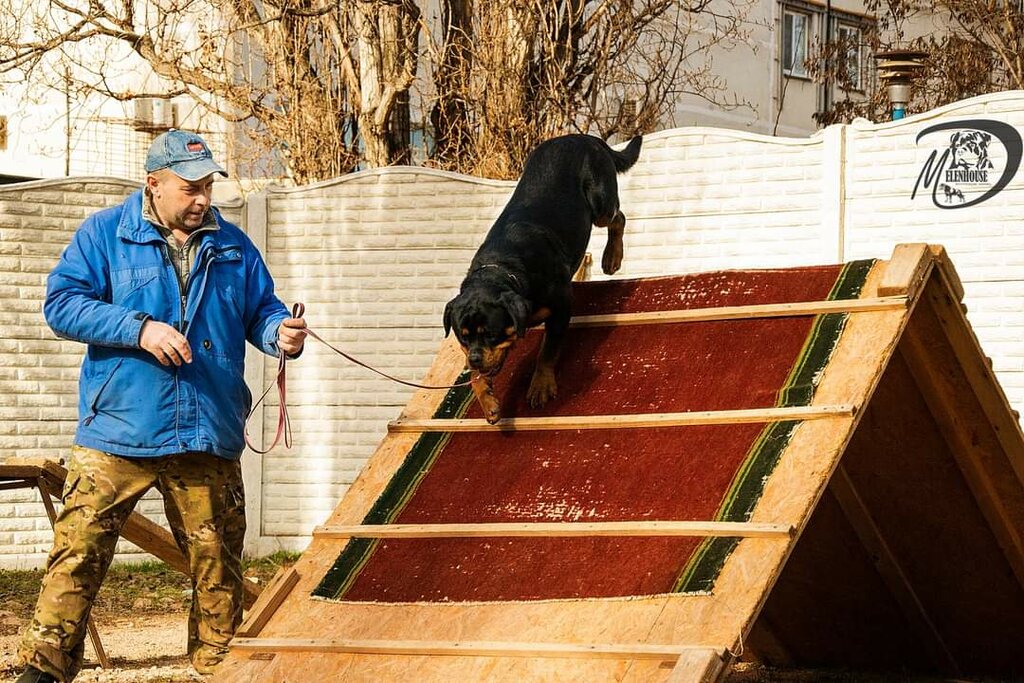 Кинологический центр, зооцентр, клуб любителей животных, просп ...