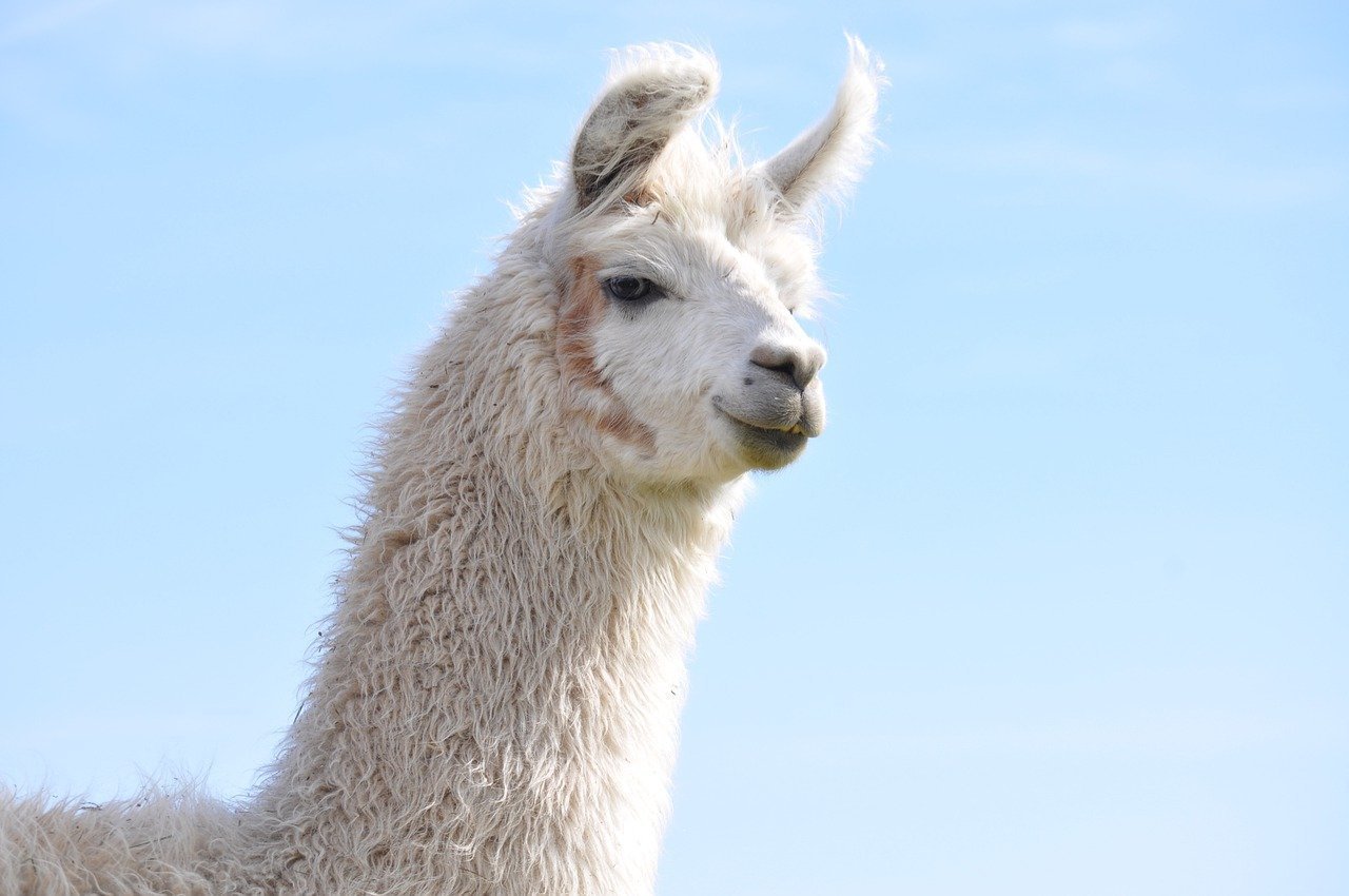 Фото Чкаловские Дачи