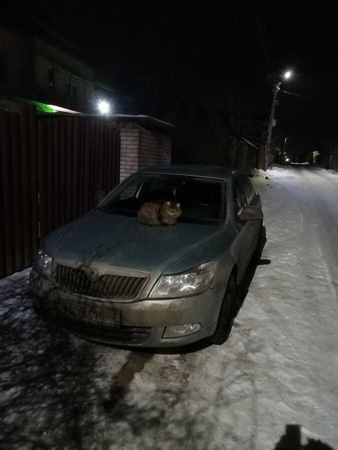 Skoda Octavia - 1 от автора Никита в Бортжурнале