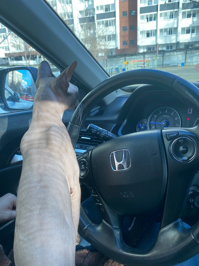 Honda Crosstour - 7 от автора Эльвина в Бортжурнале