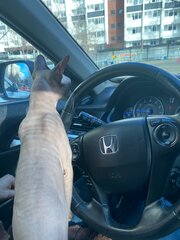 Honda Crosstour - 7 от автора Эльвина в Бортжурнале