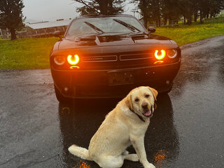 2019 Dodge Challenger III Рестайлинг 2, чёрный, 2150000 рублей, вид 2