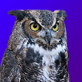 Логотип диалога Алисы