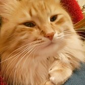 Логотип диалога Алисы