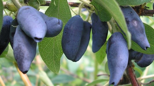 wy300 Жимолость: Ленинградский великан