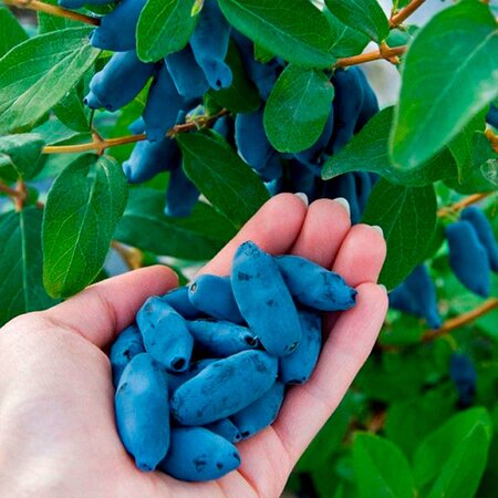 x450 Жимолость: Ленинградский великан