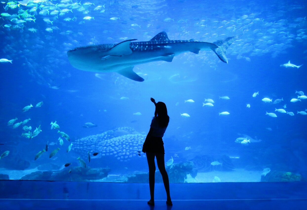 «Dubai’s best wildlife spots» photo