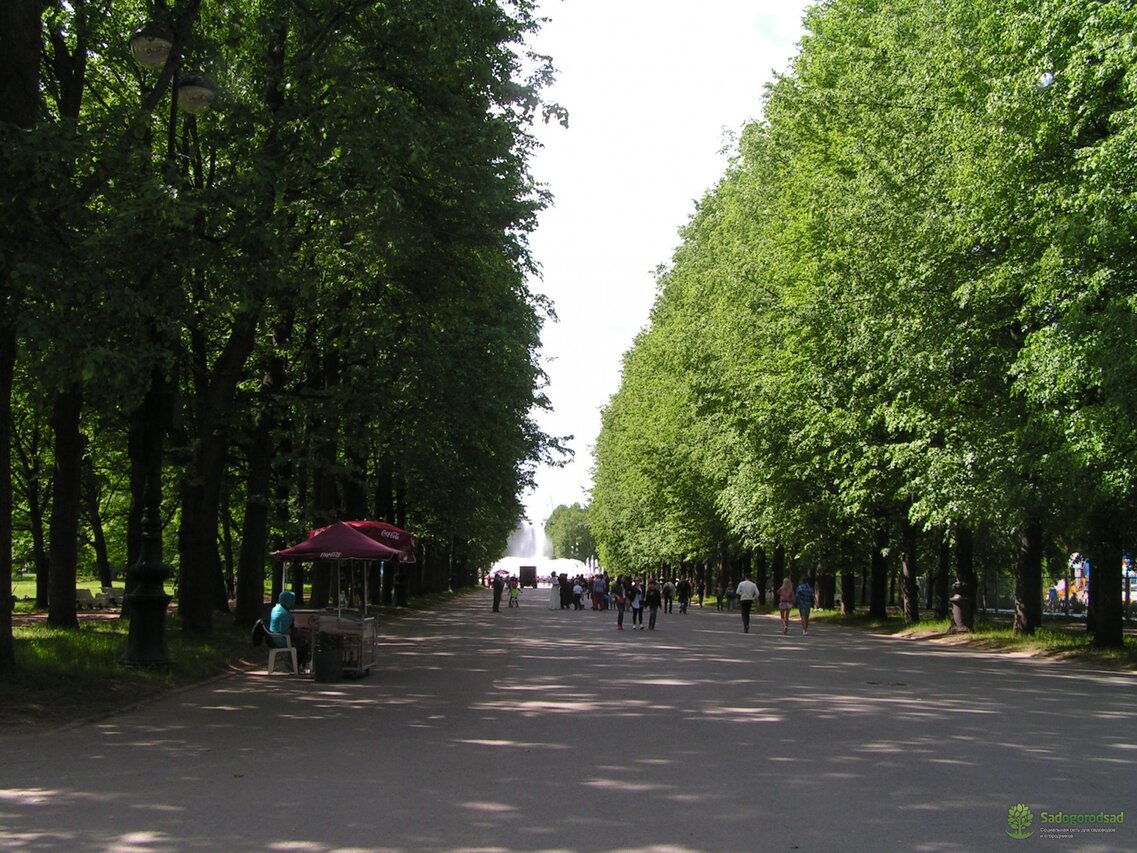 Фото приморского парка победы