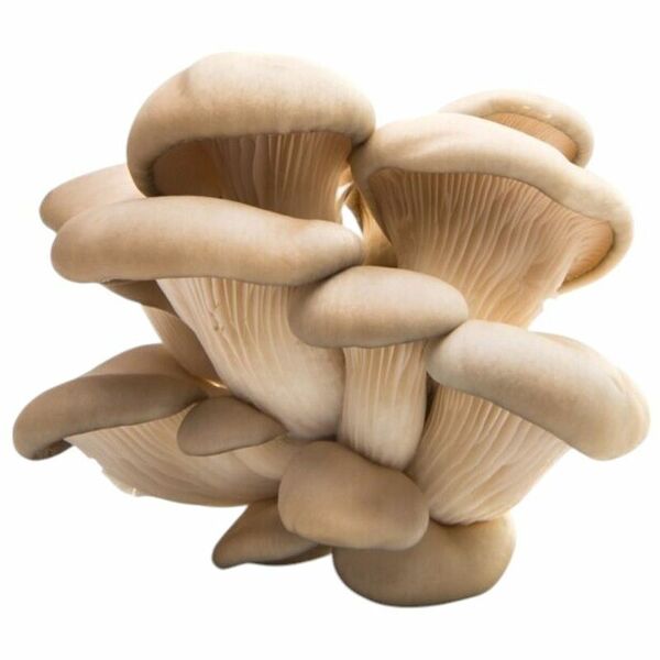 Грибы Вешенки свежие, 300г