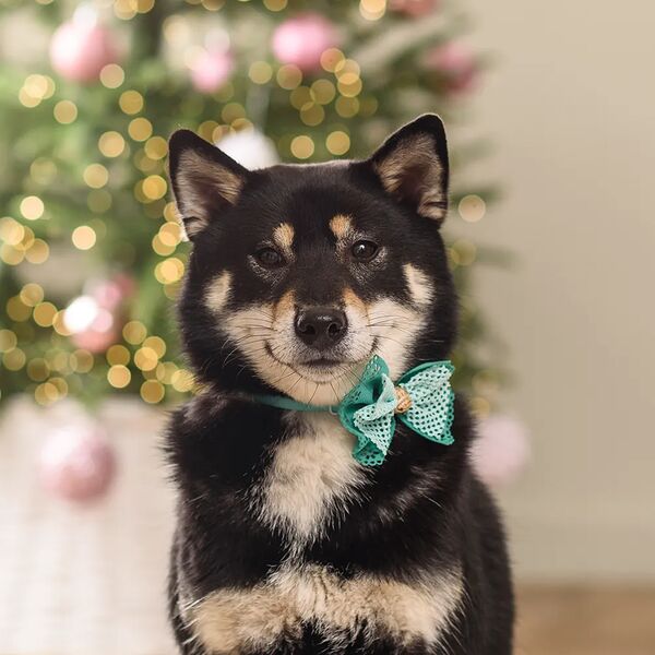 Галстук-бант ажурный для собак и кошек, 9х8 см, зеленый