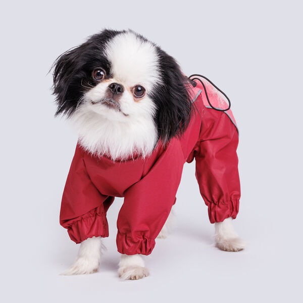 Дождевик Йорк, Чихуа девочка M десертная роза