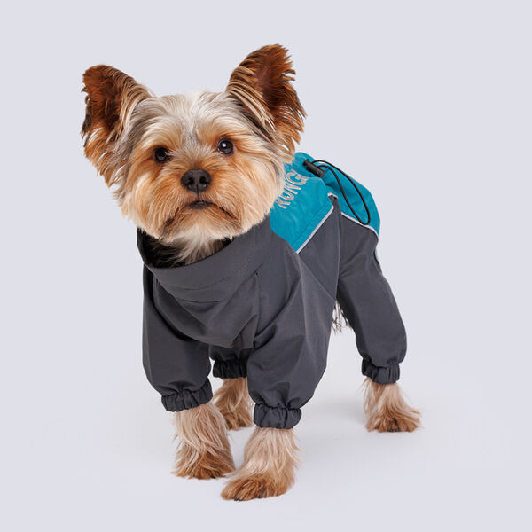 Дождевик Йорк, Чихуа мальчик L бирюзовый