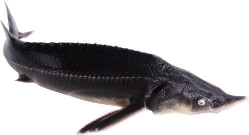 

Стерлядь живая вес