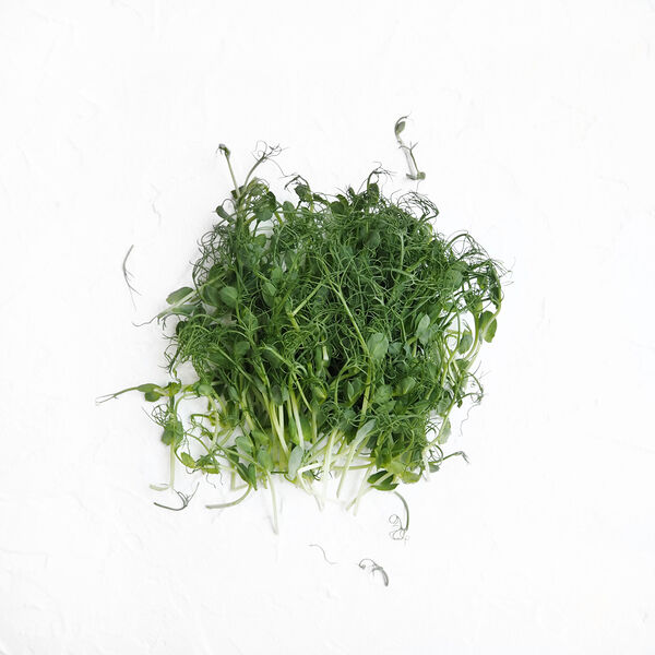 Микрозелень гороха