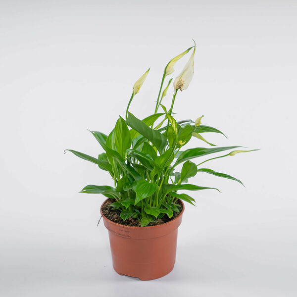 Спатифилум