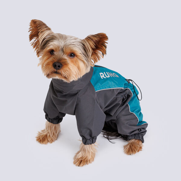 Дождевик Йорк, Чихуа мальчик M бирюзовый